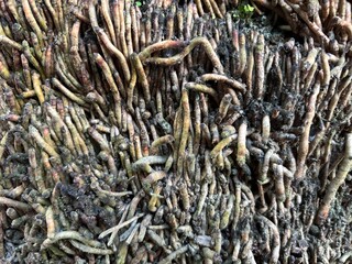 Abstract natural background of tangled roots. Textured and organic, in earthy brown tones. Great for nature, growth, and pattern themes