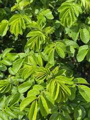 Vibrant Green Foliage in Sunlight