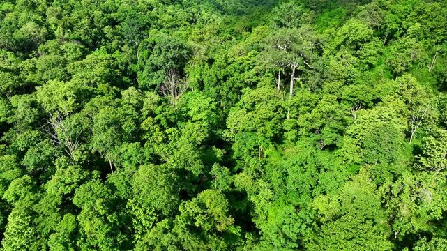 Drone aerial view of dense green forest canopy, showcasing how healthy forests play a vital role in absorbing carbon dioxide and mitigating climate change impacts globally. Thailand.
