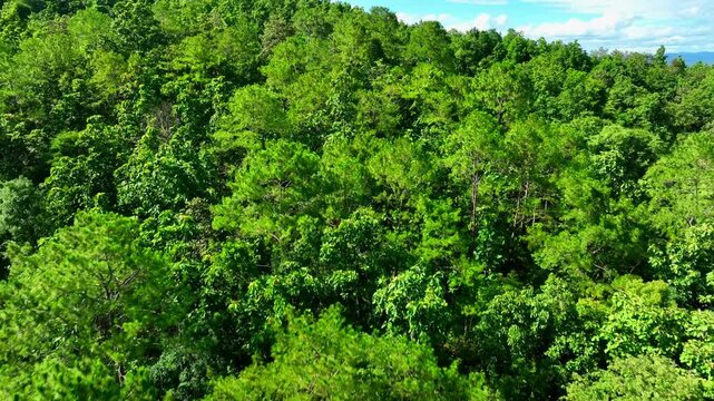 Bird&rsquo;s eye perspective captures lush forest expanse, emphasizing the crucial function of trees in sequestering carbon dioxide and supporting the Earth&rsquo;s carbon balance. Thailand.
