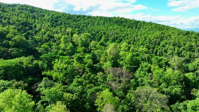 Drone aerial view of dense green forest canopy, showcasing how healthy forests play a vital role in absorbing carbon dioxide and mitigating climate change impacts globally. Thailand.
