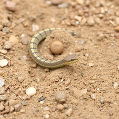 Fototapeta premium Western Yellow-bellied Sand Snake on the dirt