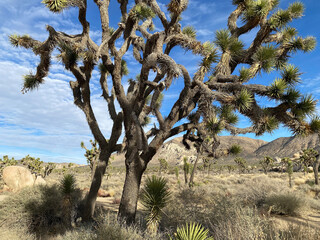 January 15, 2024, Joshua Tree National Park, California USA, Field of Joshua Trees