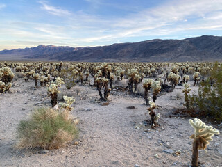 January 15, 2024, Joshua Tree National Park, California USA, Cholla Cactus Garden at Joshua Tree