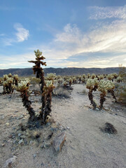 January 15, 2024, Joshua Tree National Park, California USA, Cholla Cactus Garden at Joshua Tree