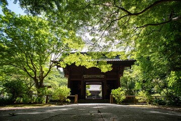 鎌倉2505　妙本寺50　新緑