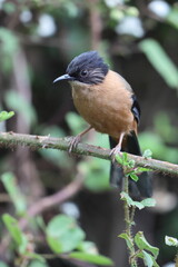 The rufous sibia (Heterophasia capistrata) is a species of bird in the family Leiothrichidae. This photo was taken in North India.