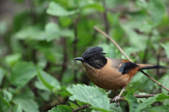 The rufous sibia (Heterophasia capistrata) is a species of bird in the family Leiothrichidae. This photo was taken in North India.