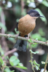 The rufous sibia (Heterophasia capistrata) is a species of bird in the family Leiothrichidae. This photo was taken in North India.