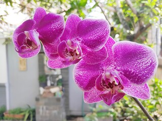 Anggrek Bulan or Phalaenopsis aphrodite is a species of orchid found from southeastern Taiwan to the Philippines. Blurry Background
