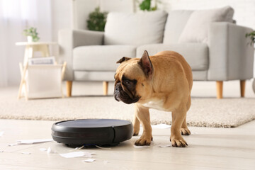 Cute french bulldog near robot vacuum cleaner and torn paper at home
