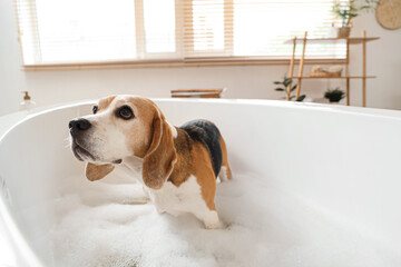 Cute Beagle dog taking bath with soap foam at home