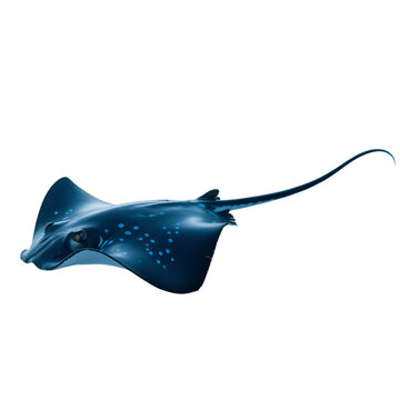 A lone majestic spotted stingray gracefully glides in dark ocean depths on transparent background