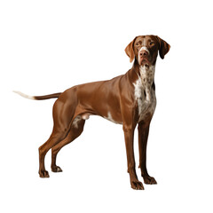 A majestic German Shorthaired Pointer standing proudly showcasing its on transparent background