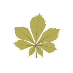 Set of autumn leaves from different trees, oak, maple, chestnut. Simple, yellow, red, orange fall leaf set for pattern, banner, sticker, Hello autumn card. Flat vector illustration on white background