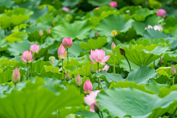 lotus flower blooming in summer pond with green leaves as background