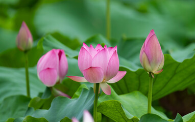 lotus flower blooming in summer pond with green leaves as background