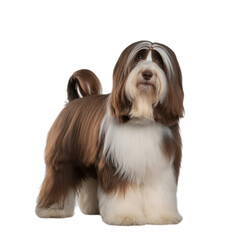 Graceful Bearded Collie posing proudly with its brown and white coat on a on transparent background