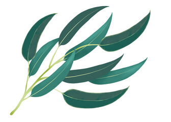 Illustration of a eucalyptus branch with green leaves 