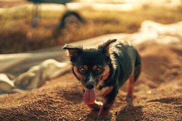 Dog playing on dry rice while Farmer Working at Sunset in Rural Inspired Outdoor Landscape.