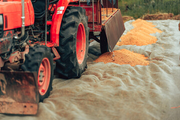 The ground is filled with dried rice paddy after harvesting. Machine , truck working industry.