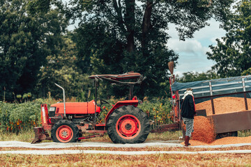 In a rural field, a farmer is using a tractor to harvest crops on a clear day. Labor working with grain after harvest and truck lade paddy.