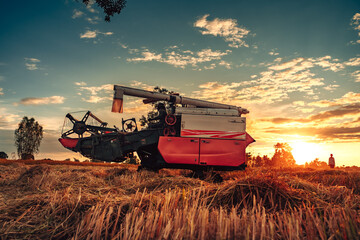 Fototapeta premium A combine harvester machine is in working in a growth field of crop ripening while the sun sets, producing a golden glow over the landscape.