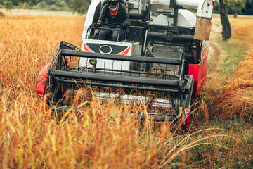 Combine harvesting rice with cutting it in a golden field during early morning light in rural farmland. Machine working and rice growth.