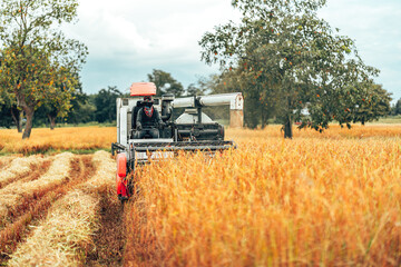 Combine harvesting rice with cutting it in a golden field during early morning light in rural farmland. Machine working and rice growth.