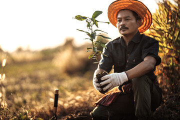 A gardener is planting a mango tree in the garden.