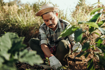 Famer use rakes to spread soil in long pots before planting vegetables.