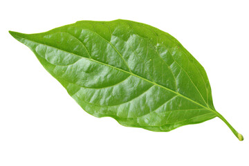 A leaf is shown in its natural form, with a green color and a pointed tip