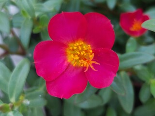 Portulaca grandiflora known as rose moss. Red Moss Rose flower isolated in home garden. Perfect For Flowers Background
