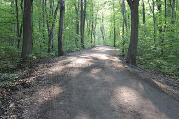 A footpath in the woods with a beautiful sunlight. Nature background in summer. Spring or summer calendar. Peaceful landscape and zen ambience.