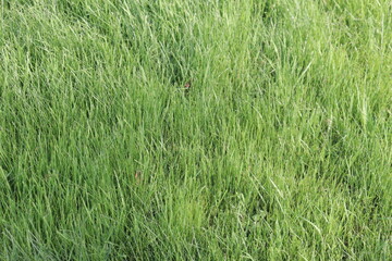 Green grass background in summer. Nature background for presentation. Herbs and horticulture. Green backdrop.