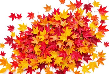 Fototapeta premium A vibrant pile of autumn maple leaves, isolated on white, photography, yellow