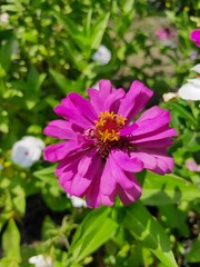 Obraz premium Zinnia elegans, known as youth-and-age, common zinnia or elegant zinnia, an annual flowering plant of the genus Zinnia, is one of the best known zinnias.