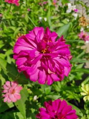 Obraz premium Zinnia elegans, known as youth-and-age, common zinnia or elegant zinnia, an annual flowering plant of the genus Zinnia, is one of the best known zinnias.