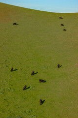 Cows grazing on a green hillside under a clear blue sky