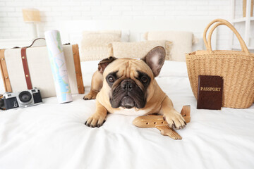 Cute French bulldog with travelling accessories and passport lying on bed at home