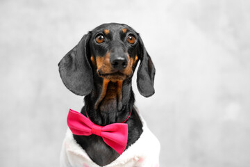 A charming black and tan dachshund wears a bright pink bow tie, poised against a neutral gray backdrop. the dog's adorable expression and stylish accessory stand out beautifully.