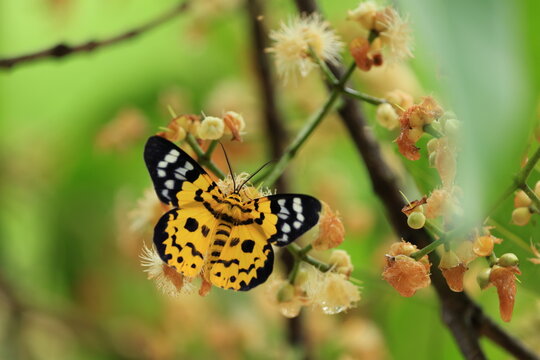 Military Dysphania Moth (Dysphania militaris) is a species of moth of the Geometridae family that is found from in the tropical regions of South and Southeast Asian countries .