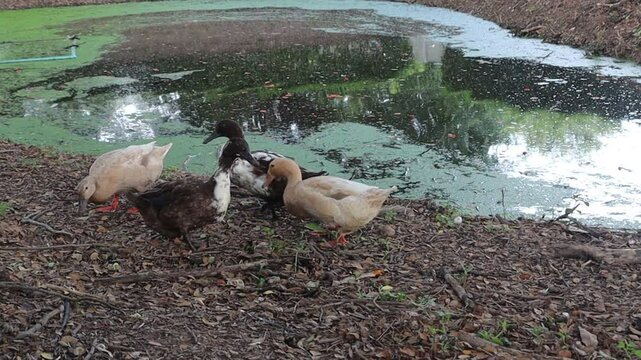 Animated image of 4 ducks searching for food happily in nature near a swamp by the canal.
