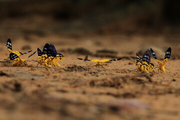 Military Dysphania Moth (Dysphania militaris) is a species of moth of the Geometridae family that is found from in the tropical regions of South and Southeast Asian countries .