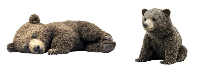 Set of a bear, isolated on a transparent background.
