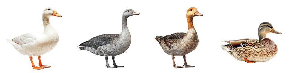 Set of a duck, isolated on a transparent background.