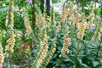 ジギタリス「ドワーフカリヨン」　Digitalis 'Dwarf Carillon'