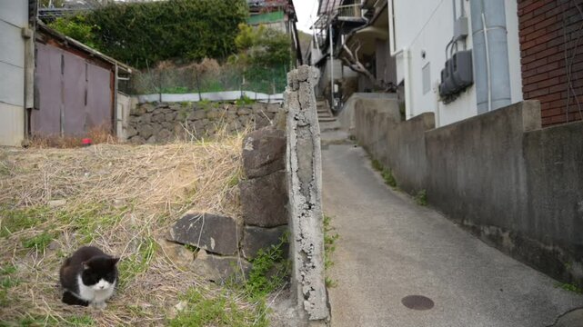 坂の町の地域猫 （広島県尾道市, 2025年4月）