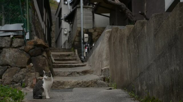 坂の町の地域猫 （広島県尾道市, 2025年4月）