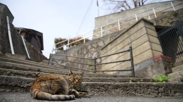 坂の町の地域猫 （広島県尾道市, 2025年4月）
